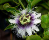 Passiflora edulis - Purple Passion Fruit Seeds