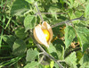 Physalis pruinosa - Ground Cherry Seeds