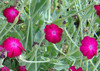 Lychnis coronaria - Rose Campion Seeds