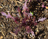 Mizuna, Purple Seeds