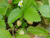 Fragaria vesca - Alpine Strawberry