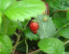 Fragaria vesca - Alexandria Alpine Strawberry Seeds