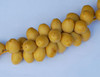 Phoenix dactylifera - Bahri Date Seeds