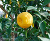 Citrus junos - Yuzu Seeds