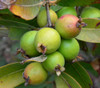 Psidium sp. -