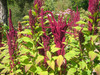 Chenopodium quinoa - Quinoa