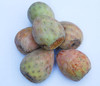 Opuntia sp. - Hoconoiste Seeds