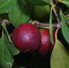 Psidium sp. - Red Guava Seeds