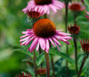 Echinacea purpurea - Echinacea Seeds