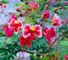 Caesalpinia pulcherrima - Pink Dwarf Poinciana Seeds