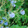 Cichorium intybus - Chicory Seeds