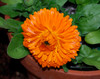 Calendula officinalis - Pacific Beauty Calendula Seeds