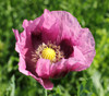 Papaver s. - Pepperbox Poppy Seeds
