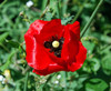 Papaver rhoeas - Corn Poppy Seeds
