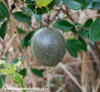 Passiflora edulis - Frederick Passion Fruit