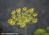 Anethum graveolens - Long Island Mammoth Dill Seeds