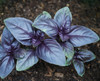 Ocimum basilicum - Amethyst Improved Basil Seeds