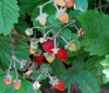 Fragaria vesca - Ali Baba Alpine Strawberry