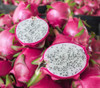 Hylocereus undatus - Dragon Fruit, White Seeds