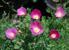 Eschscholzia californica - California Poppy, Purple Gleam  Seeds