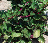 Basella rubra - Malabar Spinach, Red Seeds