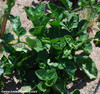 Basella rubra - Malabar Spinach, Green Seeds