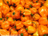 Habanero Pepper, Orange Seeds