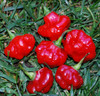 Mushroom Pepper, Red Seeds