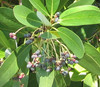 Drimys winteri - Winter's Bark Seeds