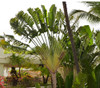 Ravenala madagascariensis - Traveler's Palm Seeds