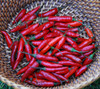 Thai Pepper, Red Seeds
