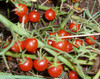 Currant Sweet Pea Tomato Seeds