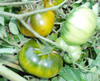 Aunt Ruby's German Green Tomato Seeds