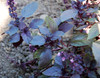 Ocimum basilicum - Basil, Purple Dark Opal Seeds