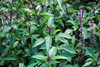Ocimum basilicum - Basil, Thai Seeds