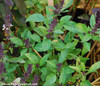 Ocimum basilicum - Basil, Licorice Seeds