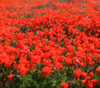 Eschscholzia californica - California Poppy, Red Seeds