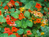 Tropaeolum minus - Nasturtium, Dwarf Jewel Mix Seeds