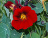 Tropaeolum minus - Nasturtium, Black Velvet Seeds