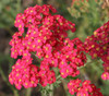 Achillea millefolium - Yarrow, Red Seeds