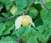 Physalis pruinosa - Aunt Molly's Ground Cherry Seeds