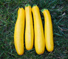 Zucchini, Golden Seeds
