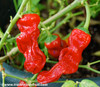 Peter Pepper, Red Seeds