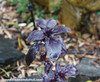 Ocimum basilicum - Basil, Red Rubin Seeds
