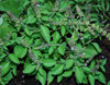 Ocimum basilicum - Basil, Spice Seeds