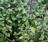 Ocimum basilicum - Basil, Siam Queen Seeds