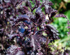Ocimum basilicum - Basil, Purple Ruffles Seeds