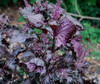 Perilla frutescens - Shiso, Japanese Red Leaved Seeds