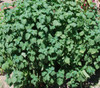 Perilla frutescens - Shiso, Green Seeds
