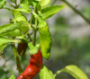 Pepperoncini Pepper, Golden Greek  Seeds